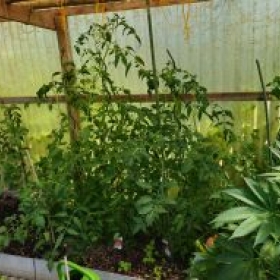 Gewachshaus 2026-06-20 11.11.